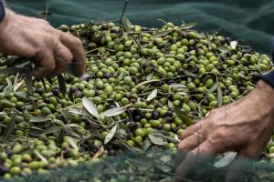 L’olio alla sfida del valore: o cresce o la filiera non regge. 34 milioni di euro per l’Ocm olio