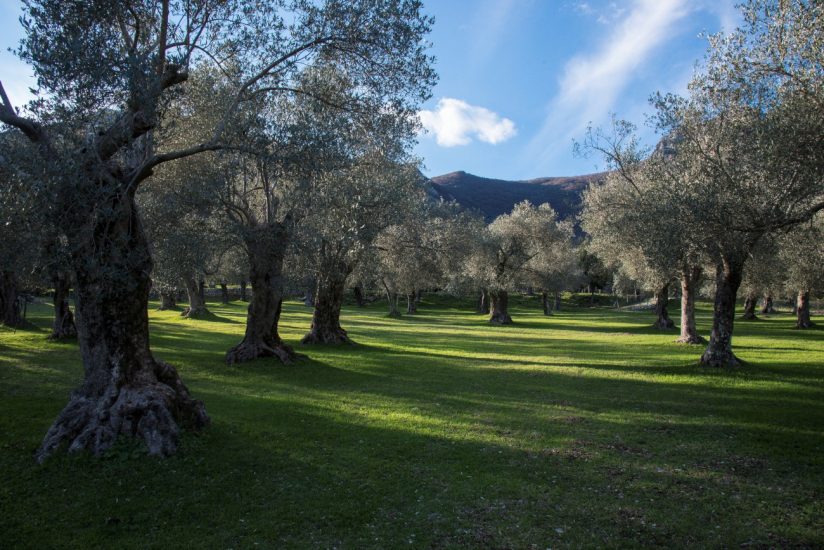 Italia leader per biodiverstità nell’olivicoltura, con “monumenti“ come l’uliveto di Cocozza in Molise