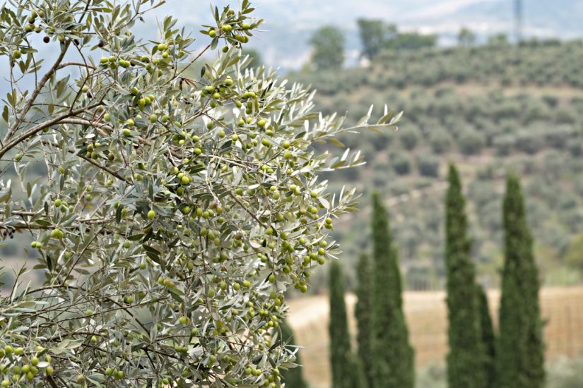 Olio EVO di qualità sempre più ricercato come prodotto di lusso, la ricerca di Nomisma per Frescobaldi
