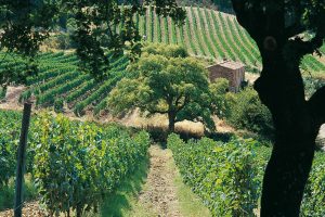 Quel che resta dei "Super Tuscan"