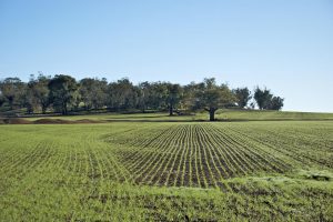 Banca delle Terre, a disposizione 10.000 ettari per chi vuole diventare agricoltore Banca delle Terre, a disposizione 10.000 ettari per chi vuole diventare agricoltore