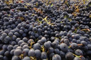 Harvest 2018: quantity is certainly higher than in 2017, while there is guarded optimism for quality