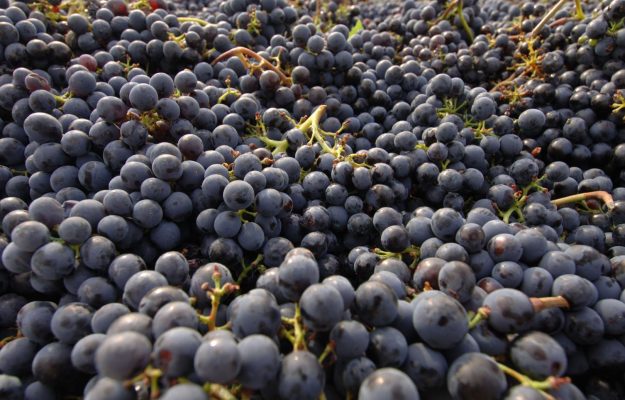 Harvest 2018, ITALIAN WINE, News