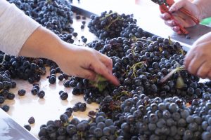 44,5 milioni di ettolitri, con un calo del -19% sul 2018: la vendemmia 2019 in Italia