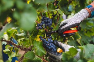 Harvest 2018, Assoenologi: the production at 52.6 million hectolitres, +24% compared to 2017