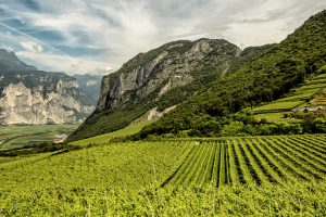 La sostenibilità nel vino è fondamentale, ma deve essere certificata. Anche per fare chiarezza La sostenibilità nel vino è fondamentale, ma deve essere certificata. Anche per fare chiarezza