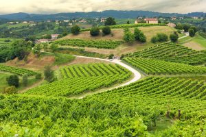 “Vigneto Italia”: 6.602 ettari a disposizione per crescere ancora nel 2019