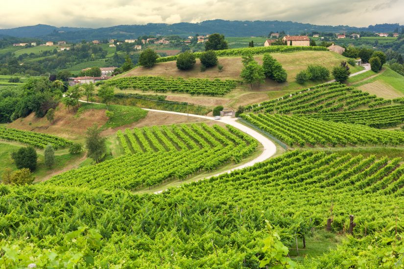 I vigneti del Prosecco Doc