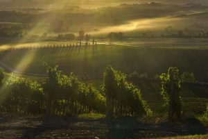 Nasce il Consorzio Vino Toscana, a tutela dell’Igt Toscana, la seconda denominazione della Regione