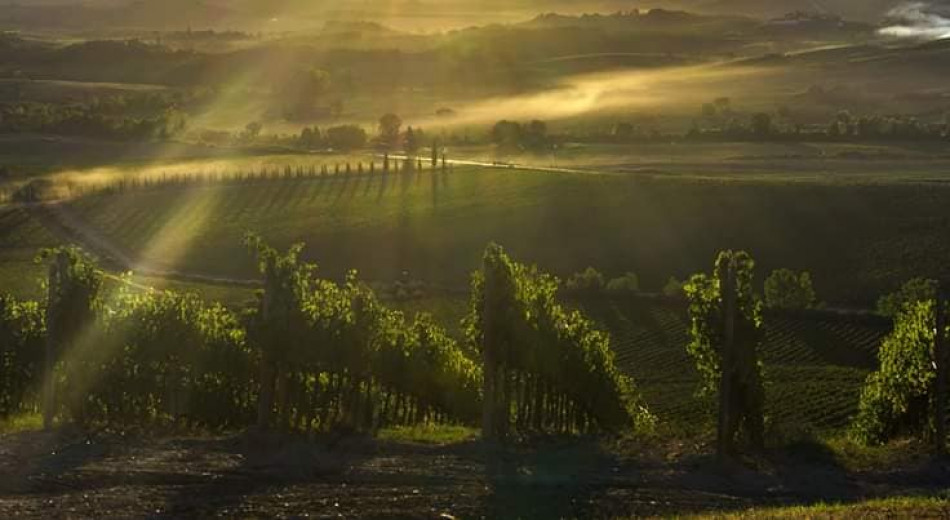 Il vino in Toscana dalla mezzadria al Rinascimento del 900 nel segno di Giacomo Tachis