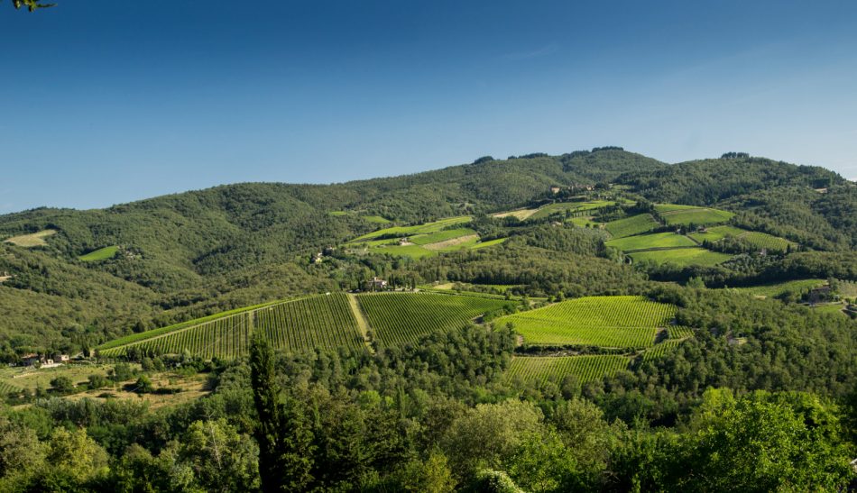 I vigneti di Castello di Volpaia, nel Chianti Classico