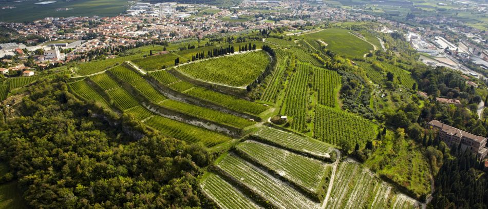 Il Vigneto La Grola di Allegrini, in Valpolicella