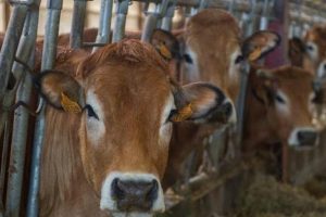 Nasce la prima “Pubblicità Accessibile e Inclusiva” di Rai Pubblicità: è dedicata alla carne Nasce la prima “Pubblicità Accessibile e Inclusiva” di Rai Pubblicità: è dedicata alla carne