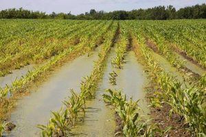 Maltempo, un conto da 2 miliardi di euro per i danni a boschi e campagne, stime di Confagricoltura