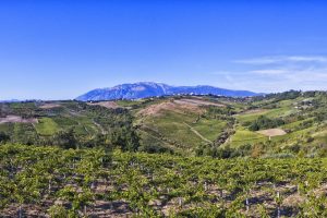 Agricoltura biodinamica sotto attacco, ma è la base da cui è nato il movimento biologico