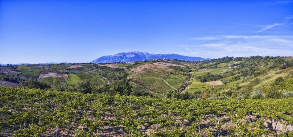 I vigneti della Cantina Orsogna, in Abruzzo, realtà biodinamica più grande del mondo