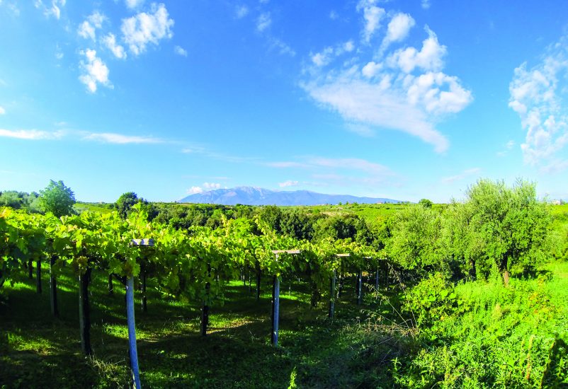 I vigneti della Cantina Orsogna, in Abruzzo, realtà biodinamica più grande del mondo