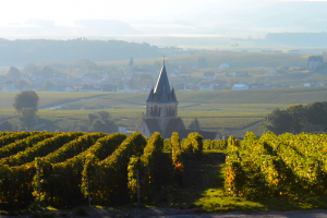 Tra i filari dello Champagne, dove regnano la qualità e la redditività a breve termine