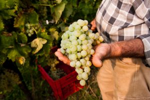 Prosecco Doc, requested the storage of part of the production to manage the market