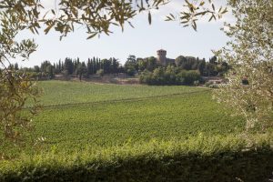 &ldquo;Wine-Searcher&rdquo;: Antinori&rsquo;s Cervaro della Sala is the most sought-after Italian white wine