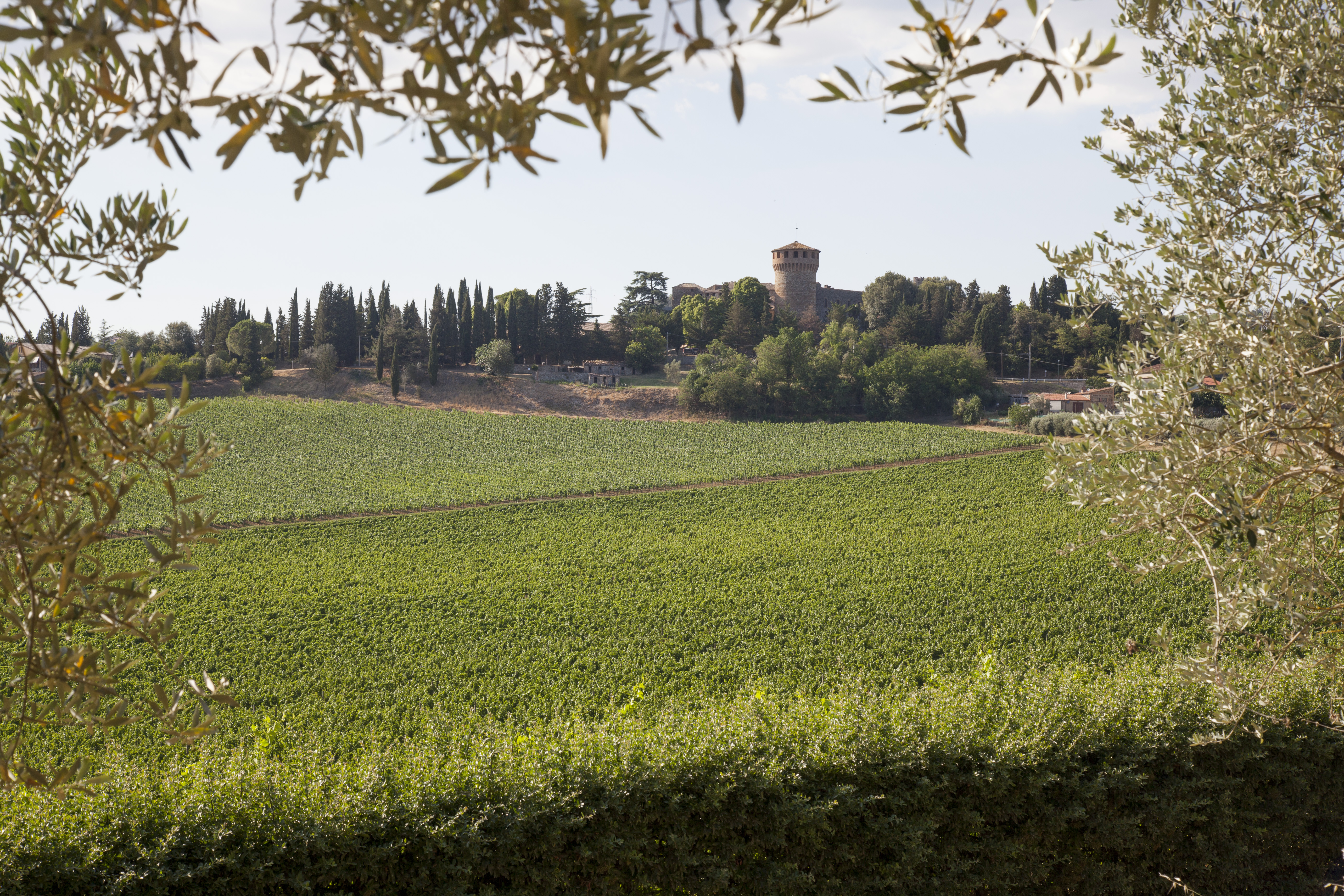 I vigneti di Castello della Sala, da dove nasce il Cervaro della Sala