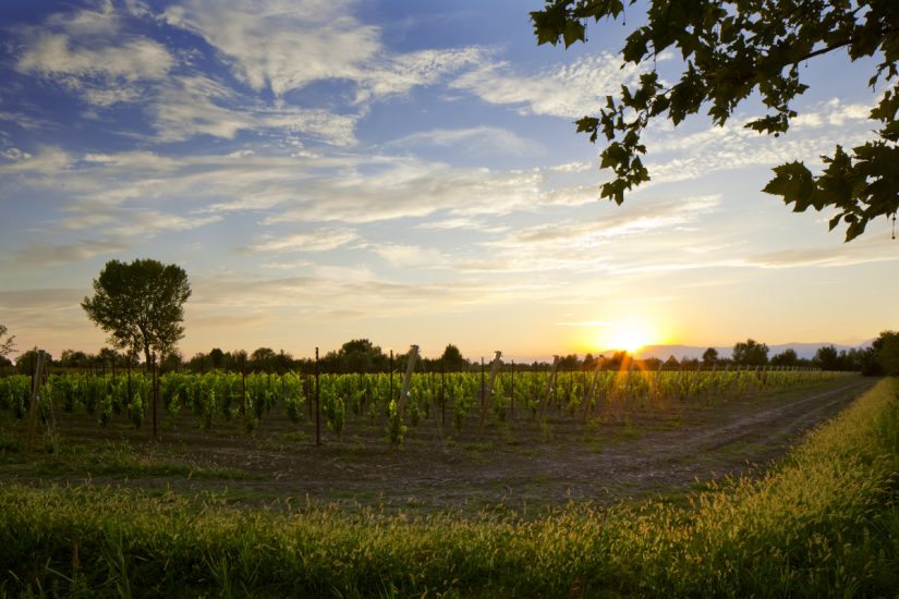 I vigneti del Prosecco Doc, denominazione italiana più conosciuta dagli italiani