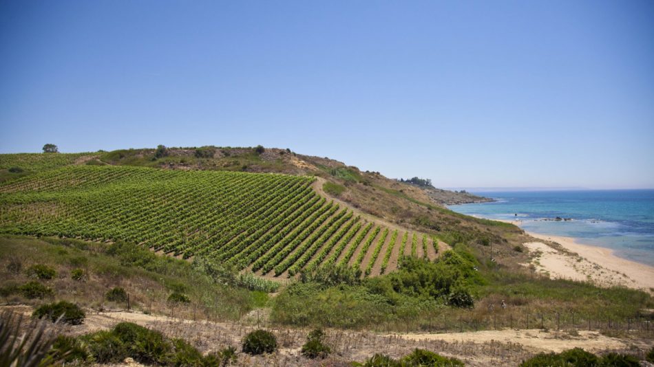 I vigneti sul mare di Settesoli, una delle cantine leader di Sicilia