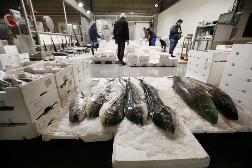 Il Mercato Ittico Milano, il più importante d’Italia, guarda al futuro