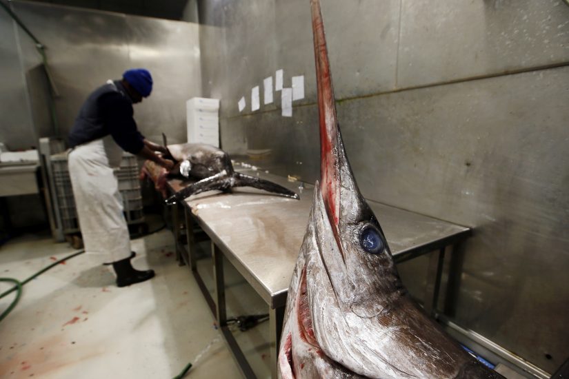 Il Mercato Ittico Milano, il più importante d’Italia, guarda al futuro