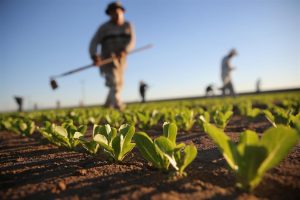 L’agricoltura è l’unico settore che, negli ultimi 10 anni, è riuscito a mantenere stabili i livelli L’agricoltura è l’unico settore che, negli ultimi 10 anni, è riuscito a mantenere stabili i livelli