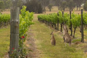 L’Australia, un astro nascente tra i tanti mercati del vino italiano L’Australia, un astro nascente tra i tanti mercati del vino italiano
