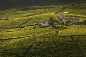 Verso Grandi Langhe: cresce il vigneto Dop, a 9.574 ettari sui 9.105 del 2008 Verso Grandi Langhe: cresce il vigneto Dop, a 9.574 ettari sui 9.105 del 2008