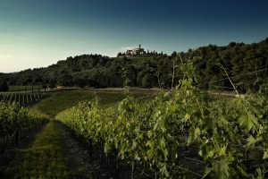 Vino, se i bilanci di sostenibilità delle cantine diventano strumenti di gestione del territorio Vino, se i bilanci di sostenibilità delle cantine diventano strumenti di gestione del territorio