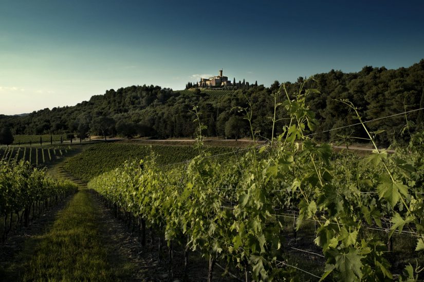 I vigneti di Castello Banfi, leader del Brunello di Montalcino (ph Lucio Gelsi)