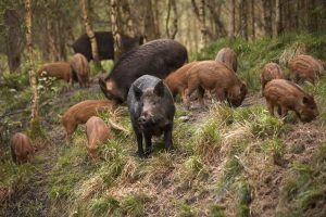 L’agricoltura si difende dai cinghiali con la proposta di riforma della legge sulla fauna selvatica L’agricoltura si difende dai cinghiali con la proposta di riforma della legge sulla fauna selvatica