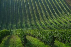 From Transylvania to the Brunello vineyards: &ldquo;Mr. Cacuci&rdquo; buys vineyard and winery in Montalcino