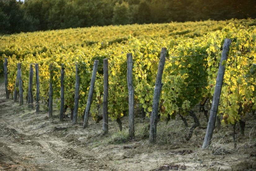Cento anni per la cantina La Scolca di Gavi