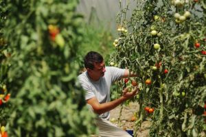 Agricoltura, gli infortuni sul lavoro calano dell’1,8%, i casi mortali del 7%