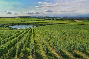 Il Lugana ed il futuro: chiesto lo stoccaggio del 10% della vendemmia 2019, stop a nuovi impianti