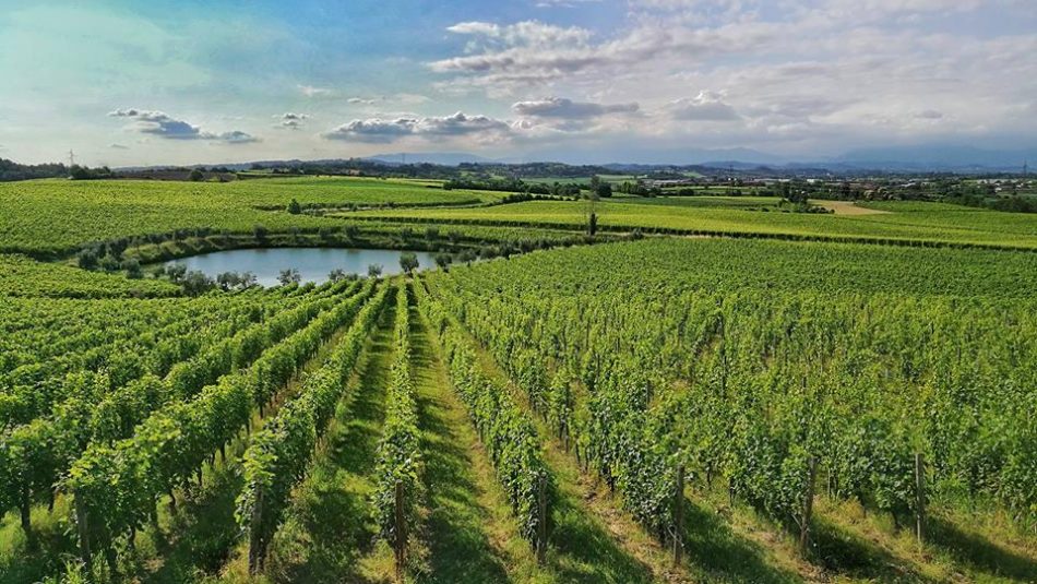I vigneti del Lugana
