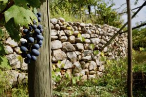 Brexit, dazi Usa e trend di consumo: i mercati al centro del Valpolicella Education Program