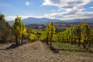 Autorizzazioni di impianto vigneti: ok al trasferimento tra Regioni per i proprietari dei terreni