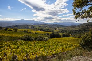 Bulgheroni and Poggio Landi in Montalcino: investing and seeing the value double in just a few years