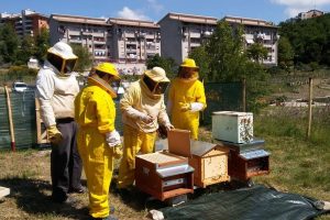 Meno pesticidi, pi&ugrave; metalli pesanti nelle citt&agrave; italiane: parola delle api degli orti urbani