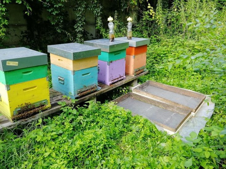 Il progetto “Api e Orti Urbani”