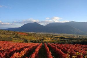 Dopo Matera per la Cultura, al via le celebrazione del “Sannio Falanghina” Città Europea del Vino Dopo Matera per la Cultura, al via le celebrazione del “Sannio Falanghina” Città Europea del Vino