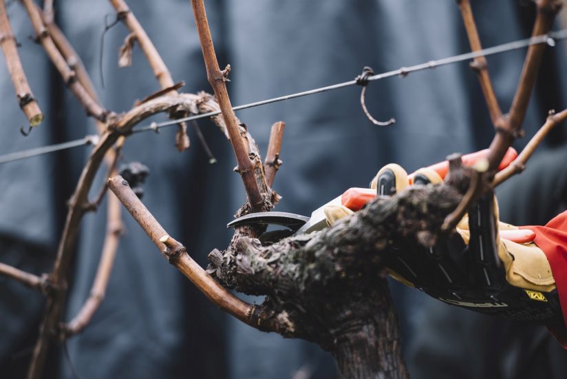 Il Festival del Potatore della Vite sarà in Chianti Classico 