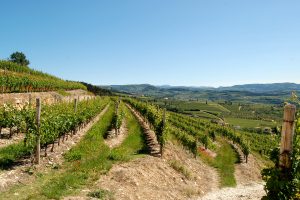 La solidità dell'Amarone