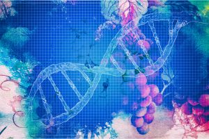 Tra nuovi vitigni e varietà “tradizionali” resistenti, è sempre più avanzata la genetica nel vino Tra nuovi vitigni e varietà “tradizionali” resistenti, è sempre più avanzata la genetica nel vino