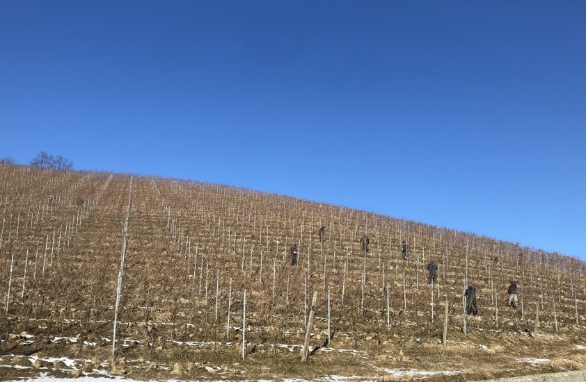 La potatura in Langa